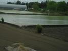 rice field from train